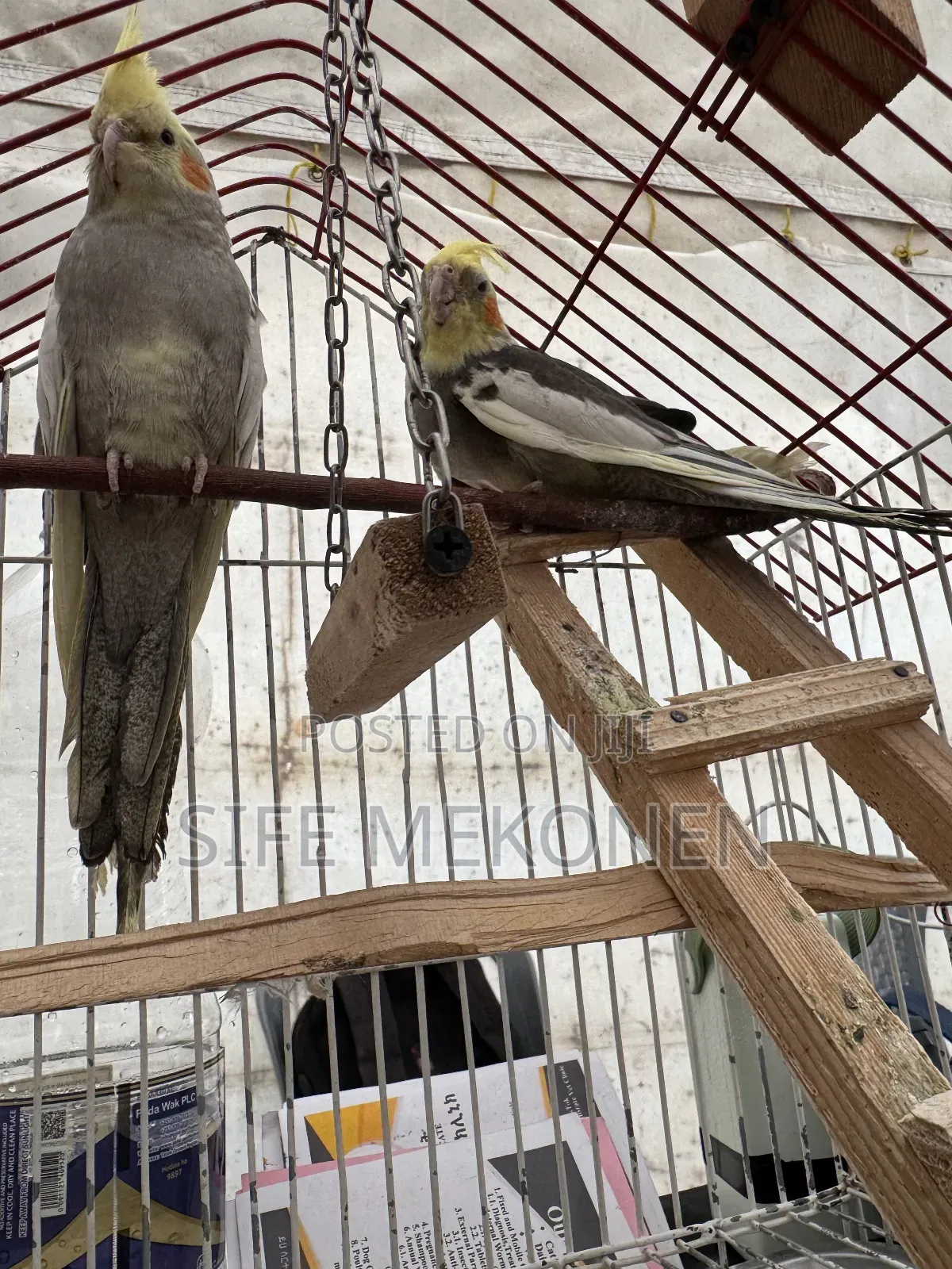 Kokitill Parrots Both