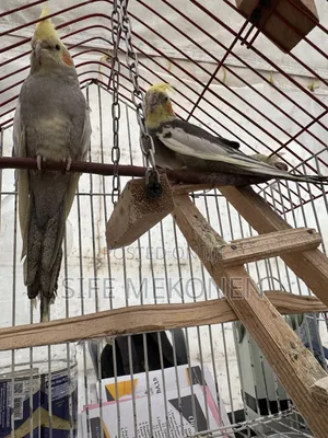 Kokitill Parrots Both