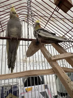 Kokitill Parrots Both