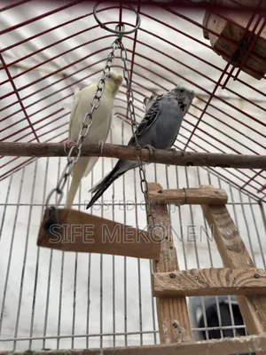 Japanese Bugeyes Parrots