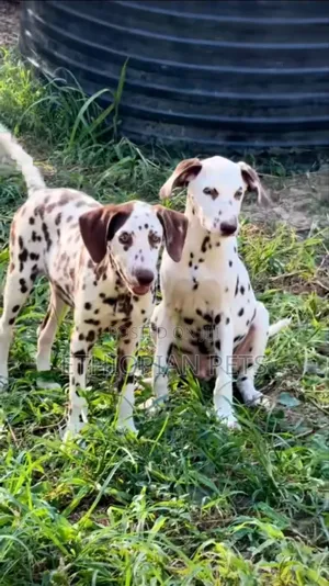 3-6 months Male Purebred Dalmatian