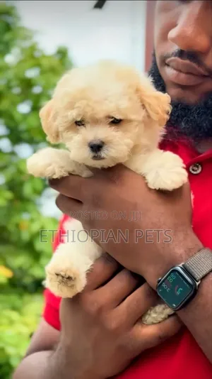 1-3 months Male Purebred Maltipoo
