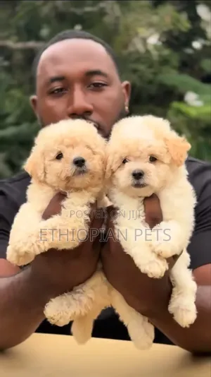 1-3 months Female Purebred Maltipoo