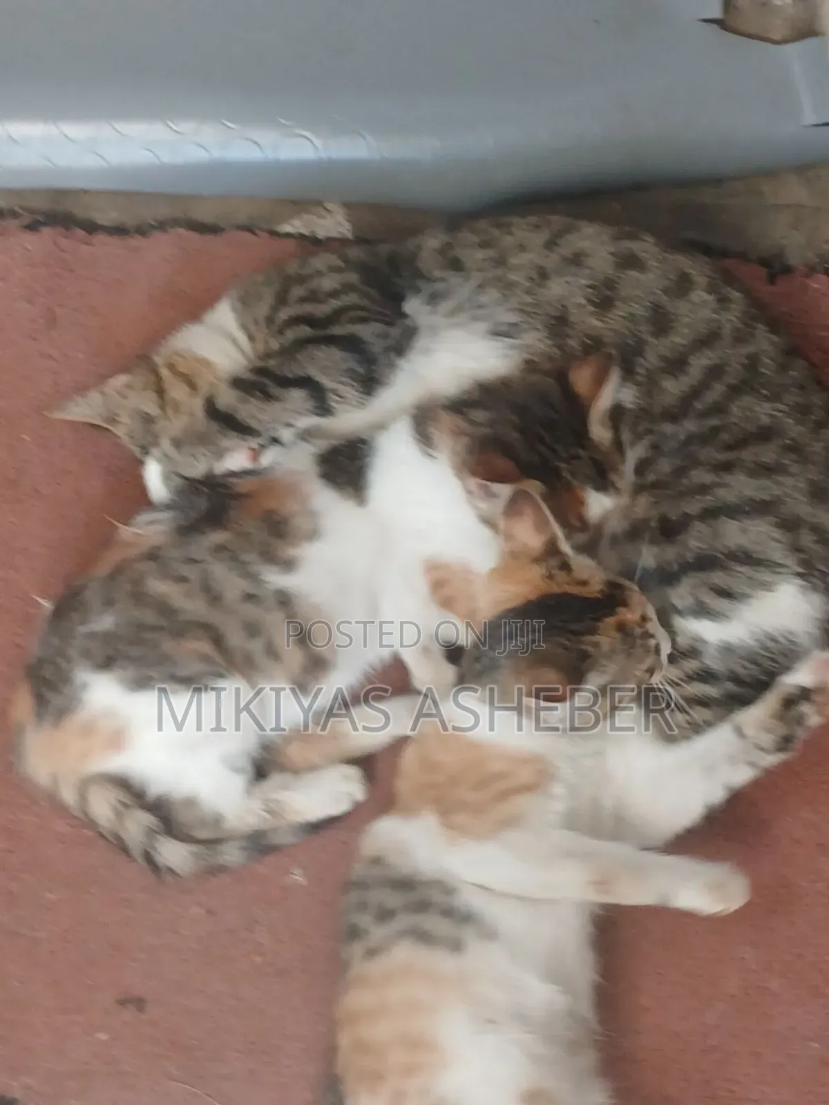 1-3 months Male Purebred American Shorthair
