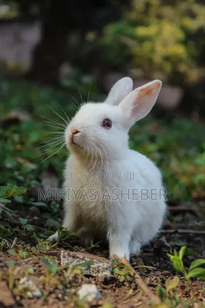 Imported Rabbits