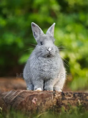 Rabbits Available Now
