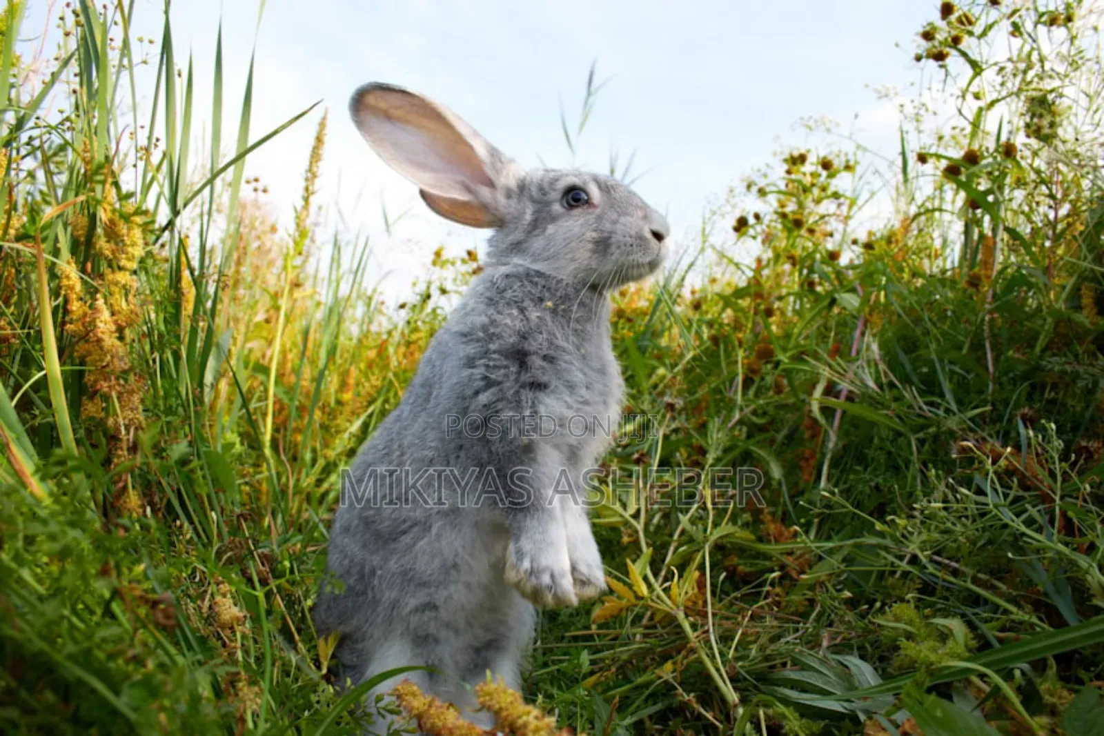 Rabbits Available Now