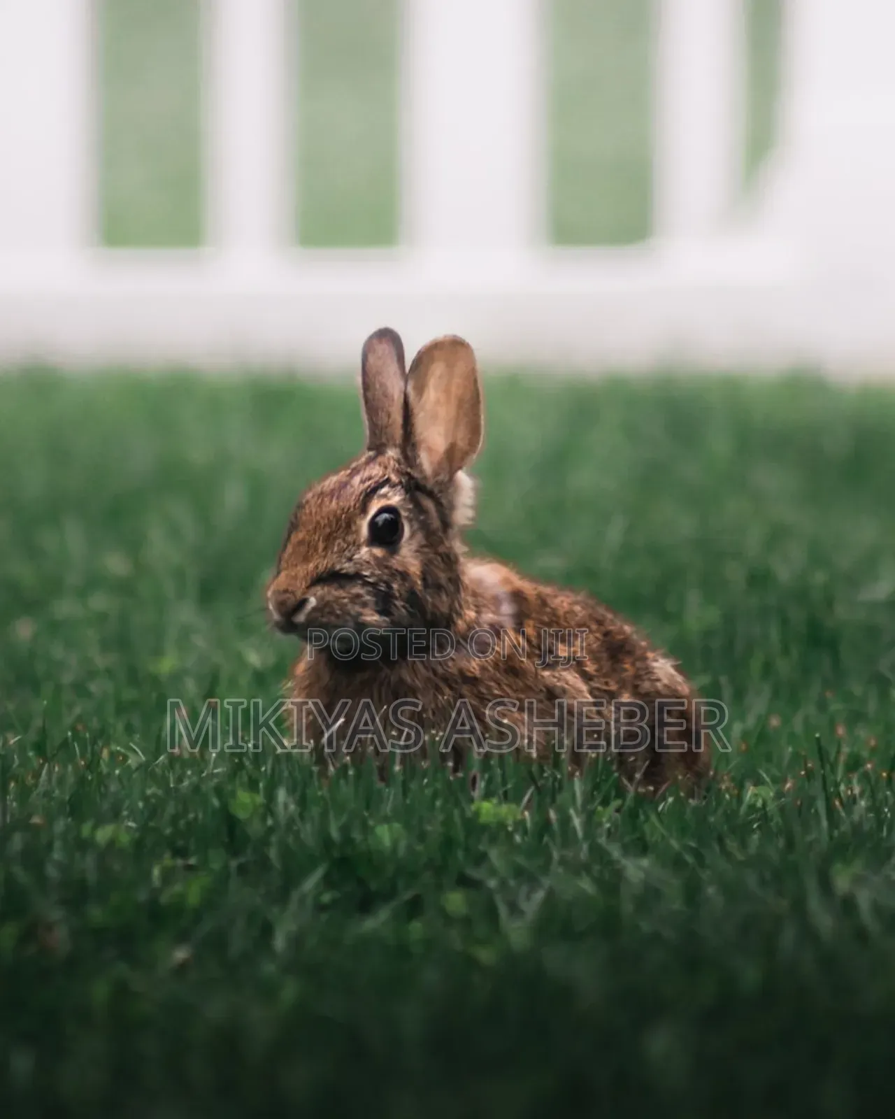 Rabbits Available Now