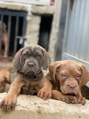 1-3 months Male Purebred Bullmastiff