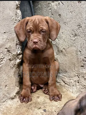 1-3 months Male Purebred Bullmastiff