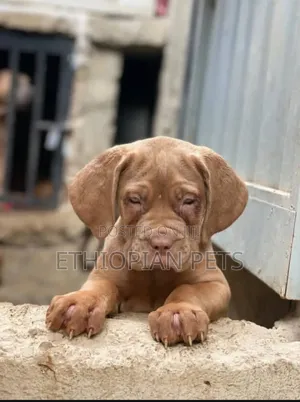1-3 months Male Purebred Bullmastiff