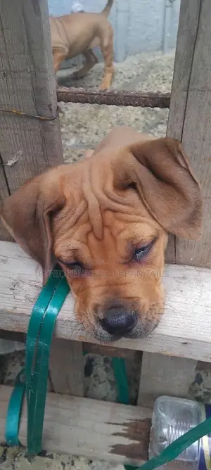 1-3 months Male Purebred Boerboel