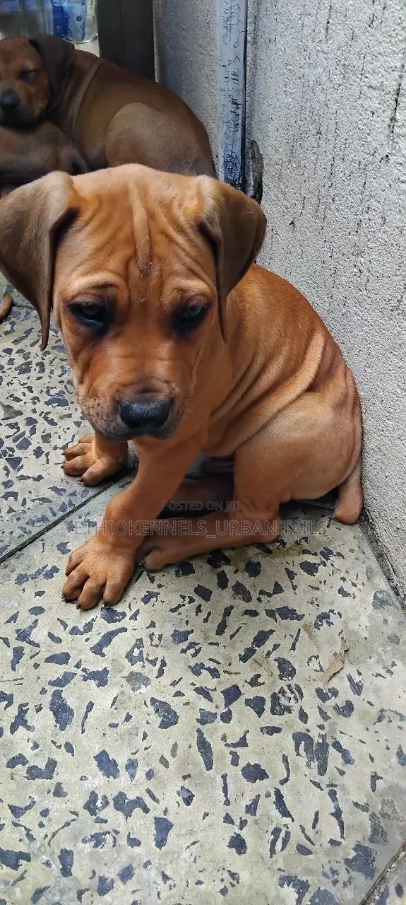 1-3 months Male Purebred Boerboel