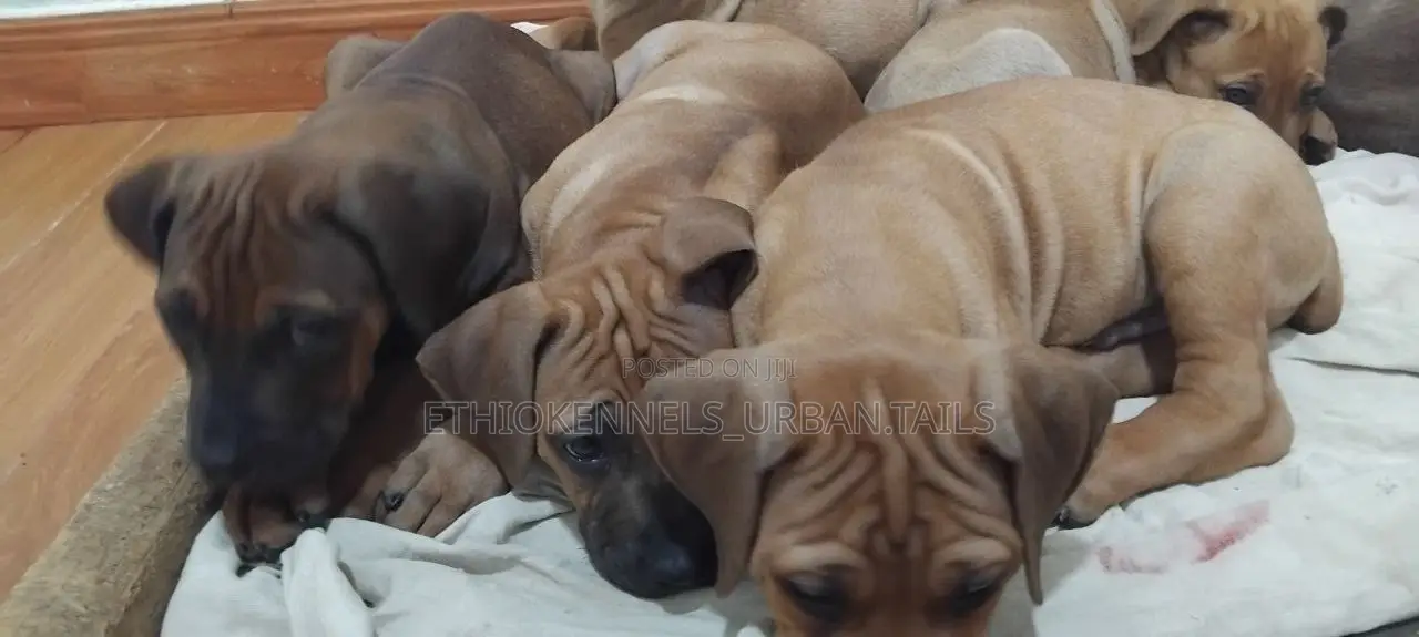 1-3 months Male Purebred Boerboel