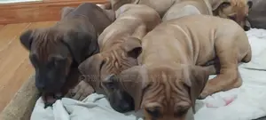1-3 months Male Purebred Boerboel