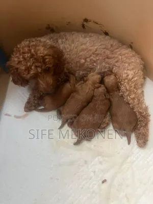 1-3 months Male Purebred Poodle