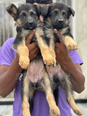 1-3 months Male Purebred German Shepherd
