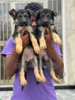 1-3 months Male Purebred German Shepherd