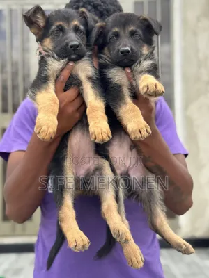 1-3 months Male Purebred German Shepherd