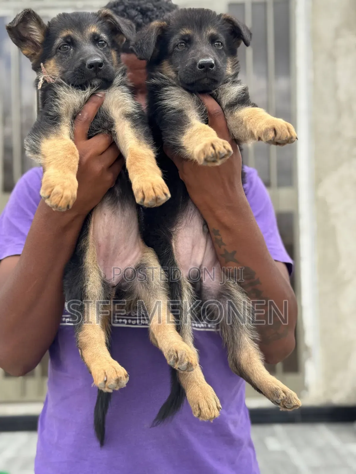 1-3 months Male Purebred German Shepherd