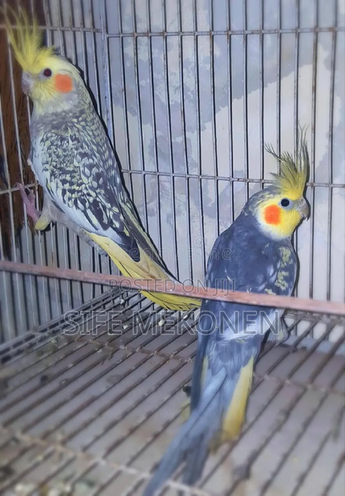 Couple Kokitil Parrots