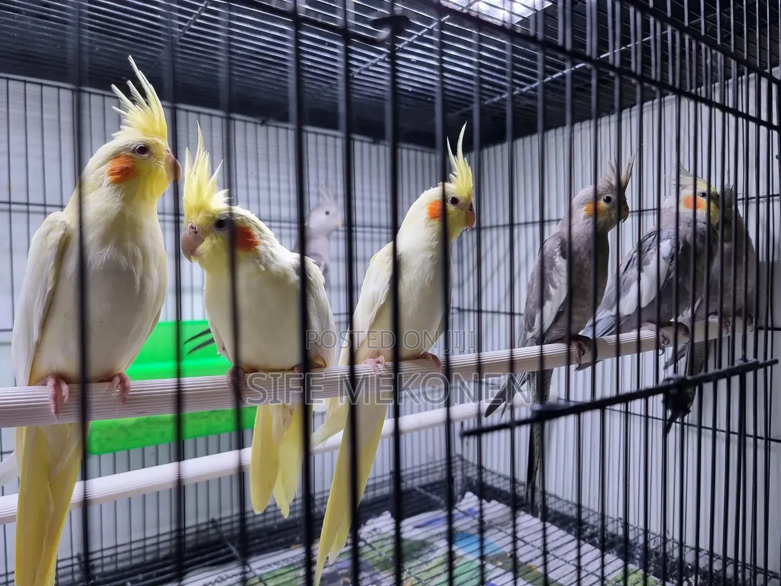Paird Kokitil Parrots
