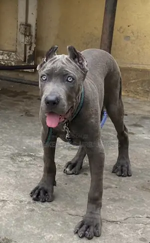 1-3 months Male Purebred Cane Corso