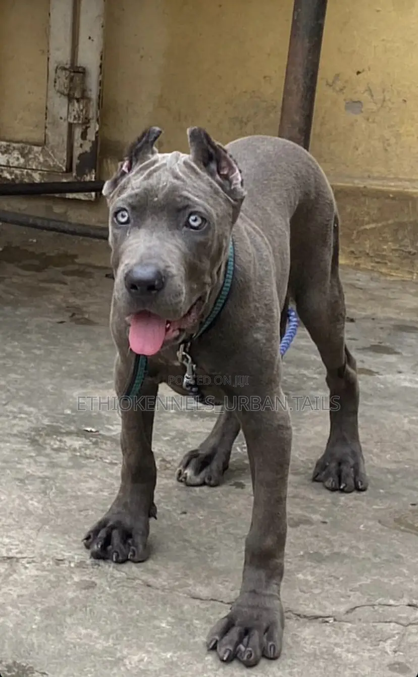 1-3 months Male Purebred Cane Corso