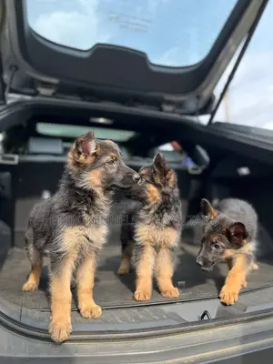 1-3 months Male Purebred German Shepherd