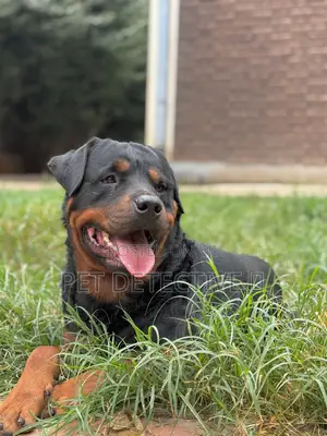 3-6 months Male Purebred Rottweiler
