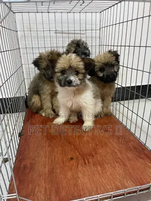 1-3 months Male Purebred Maltese Shih Tzu