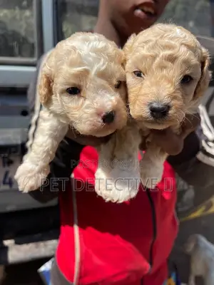 1-3 months Male Purebred Maltipoo
