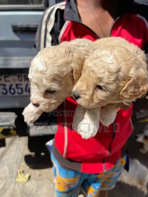 1-3 months Male Purebred Maltipoo