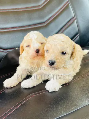 1-3 months Male Purebred Maltipoo