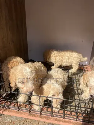 1-3 months Male Purebred Poodle