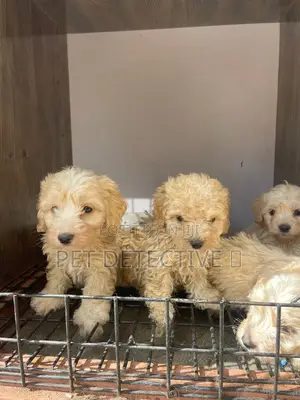 1-3 months Male Purebred Poodle