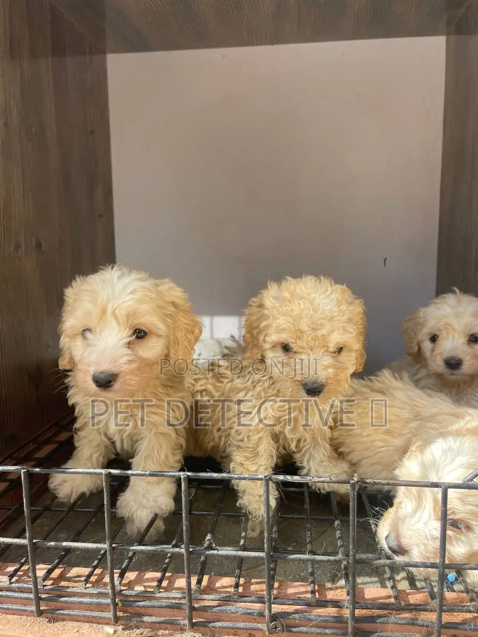 1-3 months Male Purebred Poodle