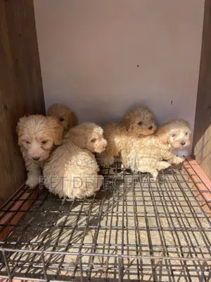 1-3 months Male Purebred Poodle