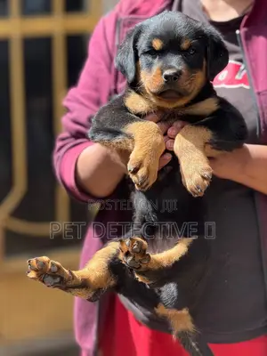 1-3 months Male Purebred Rottweiler
