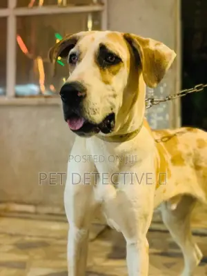 1-3 months Male Purebred Great Dane