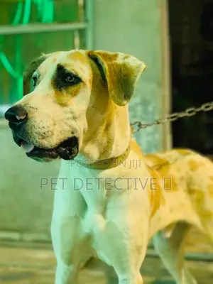 1-3 months Male Purebred Great Dane