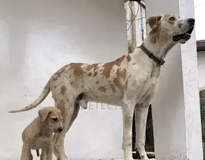 1-3 months Male Purebred Great Dane