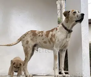 1-3 months Male Purebred Great Dane