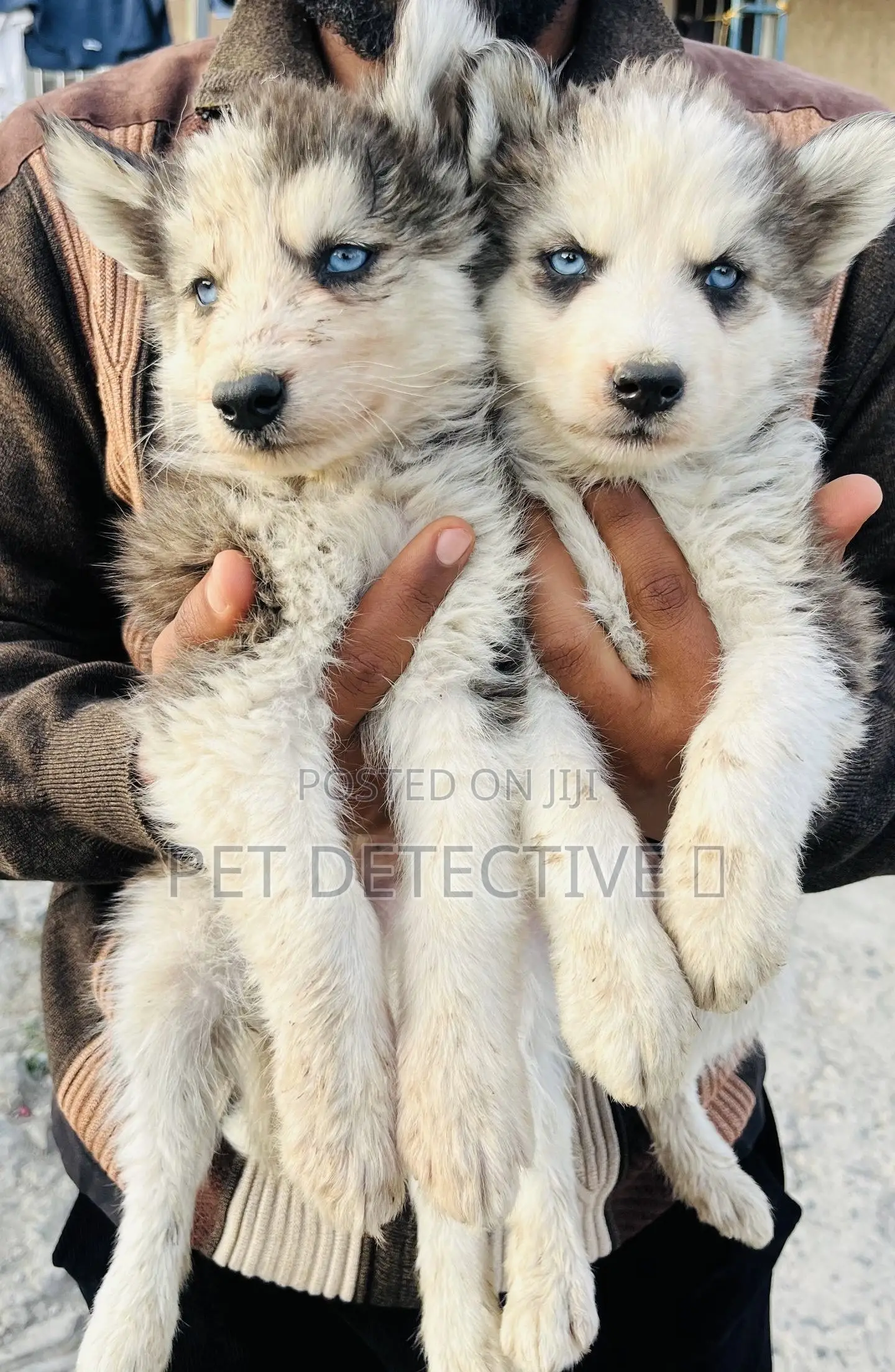 1-3 months Male Purebred Siberian Husky