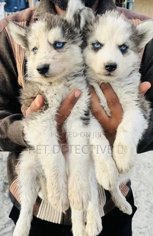 1-3 months Male Purebred Siberian Husky