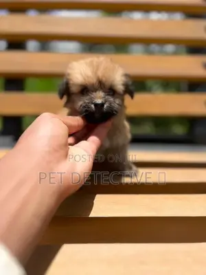 1-3 months Male Purebred Maltese