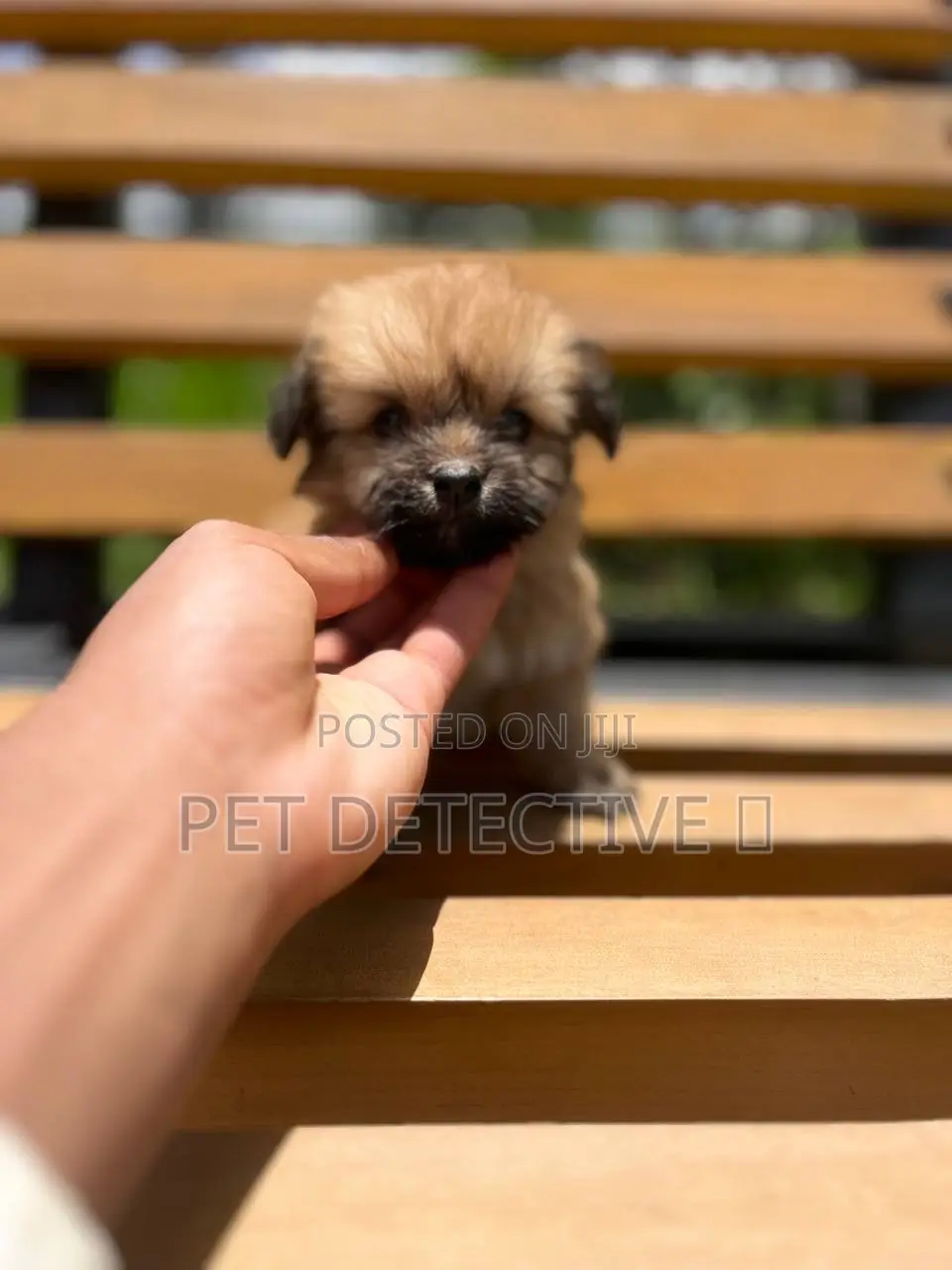 1-3 months Male Purebred Maltese