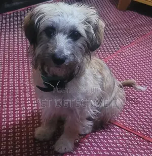 3-6 months Male Purebred Maltese