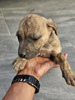 1-3 months Male Purebred Mastiff