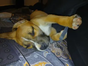 1-3 months Male Mixed Breed American Pit Bull Terrier
